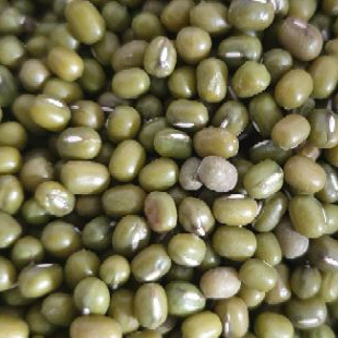 ถั่วเขียว เพาะงอก คัดเกรด อัตราการงอก 98% ขนาด 1 kg - รูปที่ 2