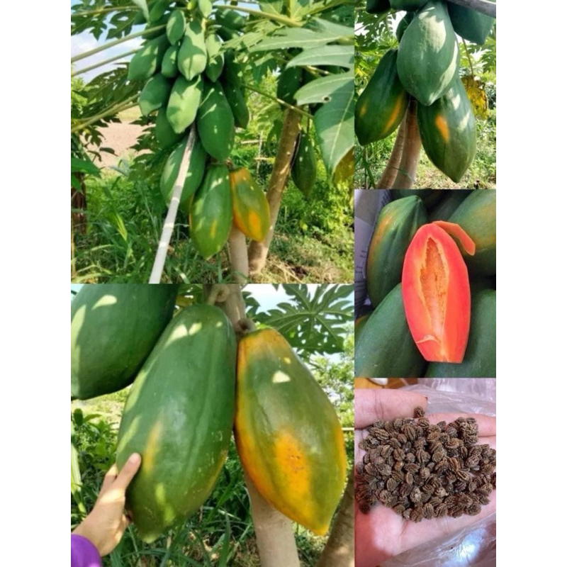 เมล็ดมะละกอเรดเลดี้ เนื้อสีแดงสดสั่ง2ซอง แถม1ซอง