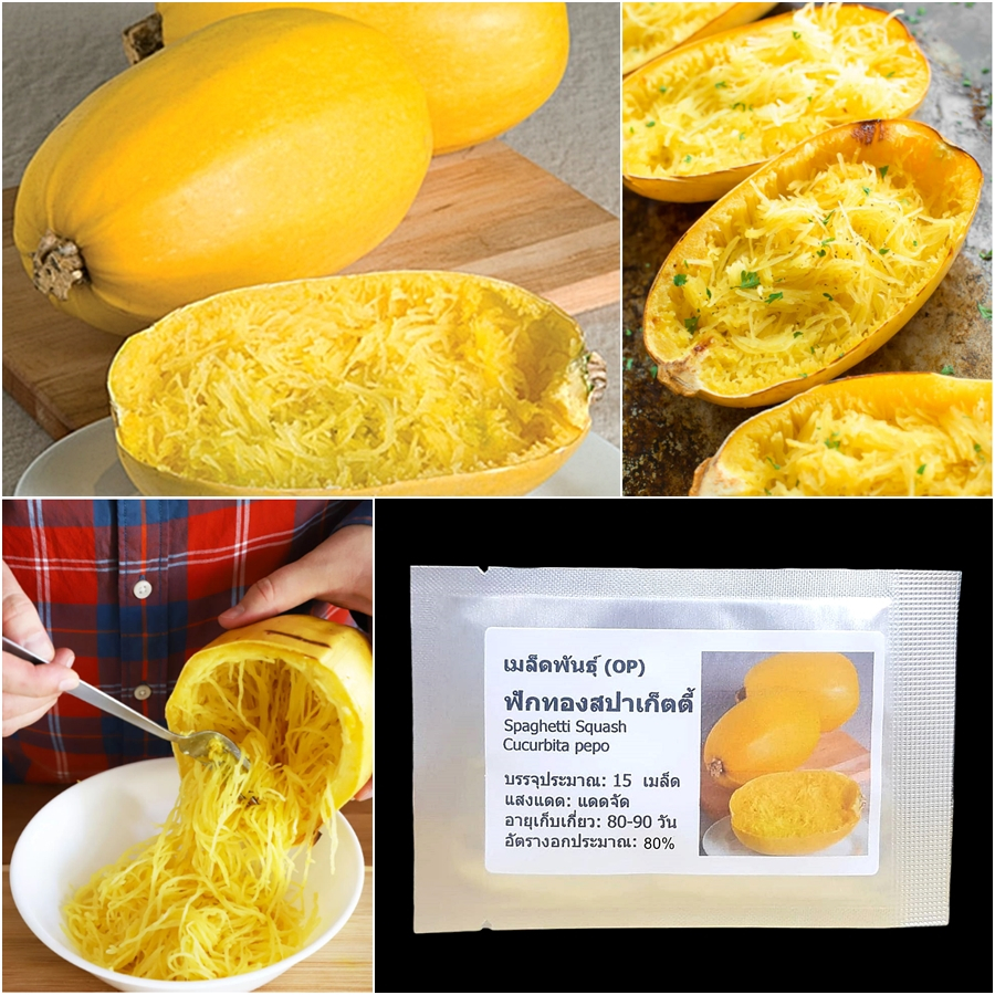 ของแท้ 100% เมล็ดพันธุ์ ฟักทอง สปาเก็ตตี้ Spaghetti Squash Seed ตรงปก ไม่จกตา ไม่เสียเวลาปลูก