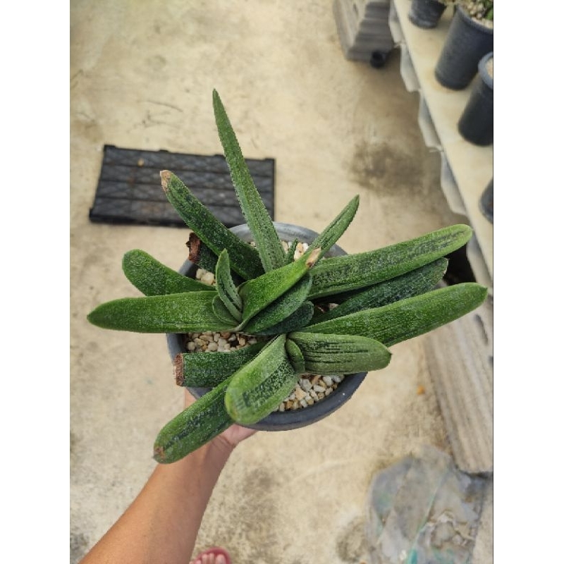 gasteria maculata little warty