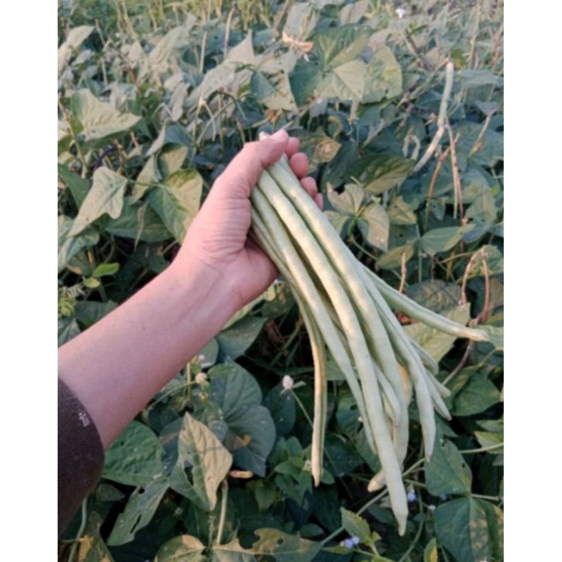 เมล็ดพันธุ์ถั่วพุ่มเนื้อ 10 เมล็ด