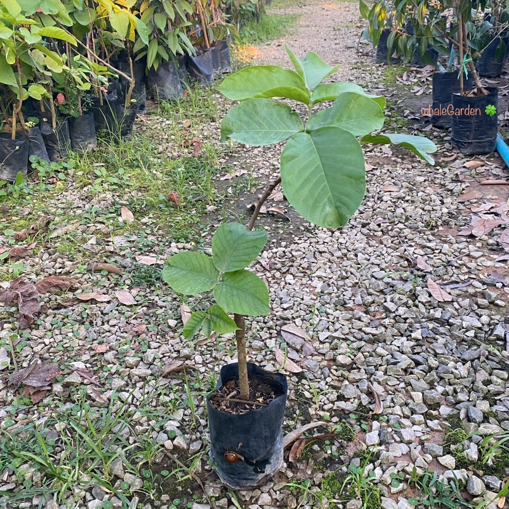 ต้นกระท้อน พันธุ์ กระท้อนปุยฝ้าย กิ่งติดตา (Santol) กระท้อน ให้ผลเร็ว (รับประกัน ส่งใหม่ฟรี หากสินค้าเเสียหาย!!)
