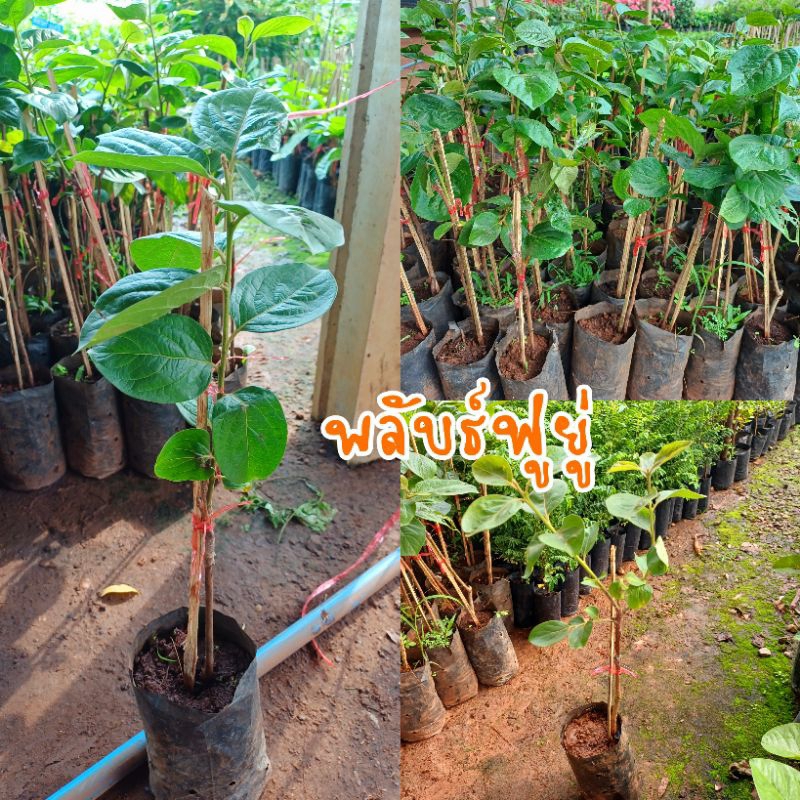 ต้นพลับฟูยู่ เป็นพลับหวานชนิดสีของเนื้อคงผลกลมแต่ค่อนข้างแบนเล็กน้อย ขนาดปานกลางจนถึงใหญ่ สีเหลืองสดจนถึงอมส้ม ปลูกได้ดี