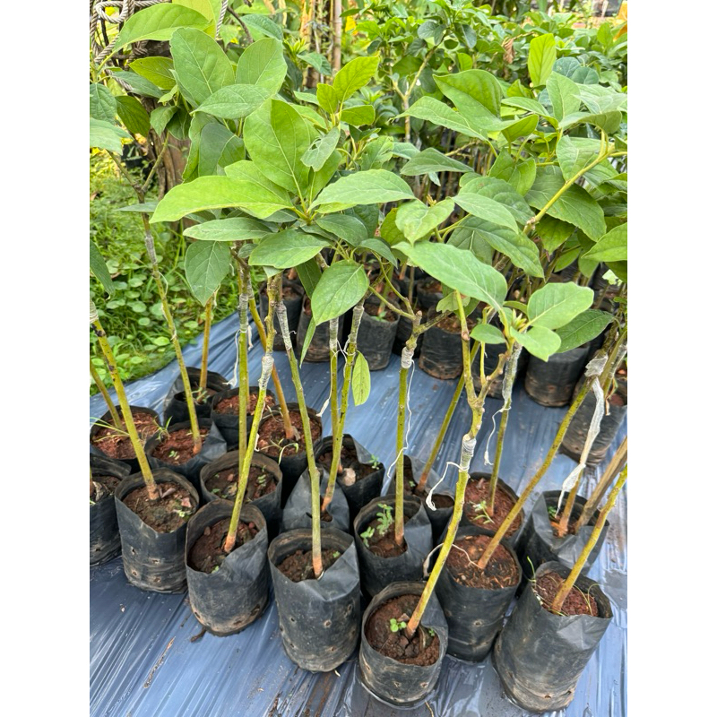 ต้นอโวคาโดเวียดนาม A034 แท้100% ออกผลไวมาก พร้อมปลูก เกิดการเสียหาย รับผิดชอบทุกกรณี