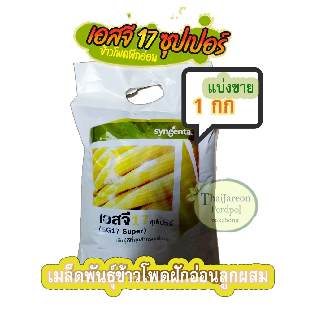 ข้าวโพดฝักอ่อน SG17 ซุปเปอร์ ข้าวโพดแอ้ ลูกผสม Syngenta แบ่งขายเป็นกิโล