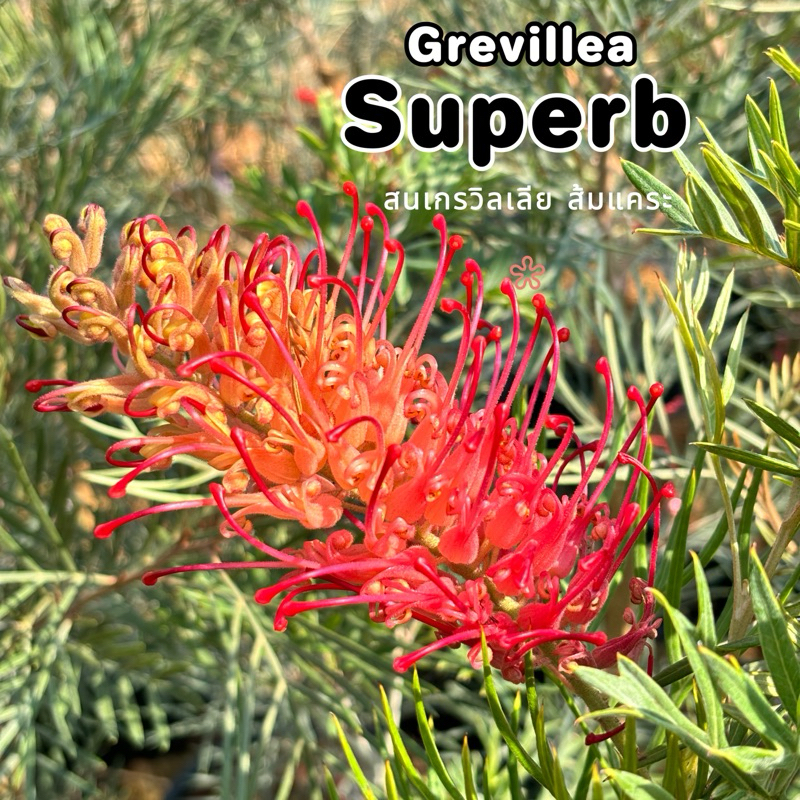 ขายกิ่งพันธุ์ สนเกรวิลเลีย "Grevillea Superb" สีโอรสแคระ หรือ สีส้มแคระ กิ่งทาบสูง40-60cm.ต้นไม้นำเข้าต่างประเทศ