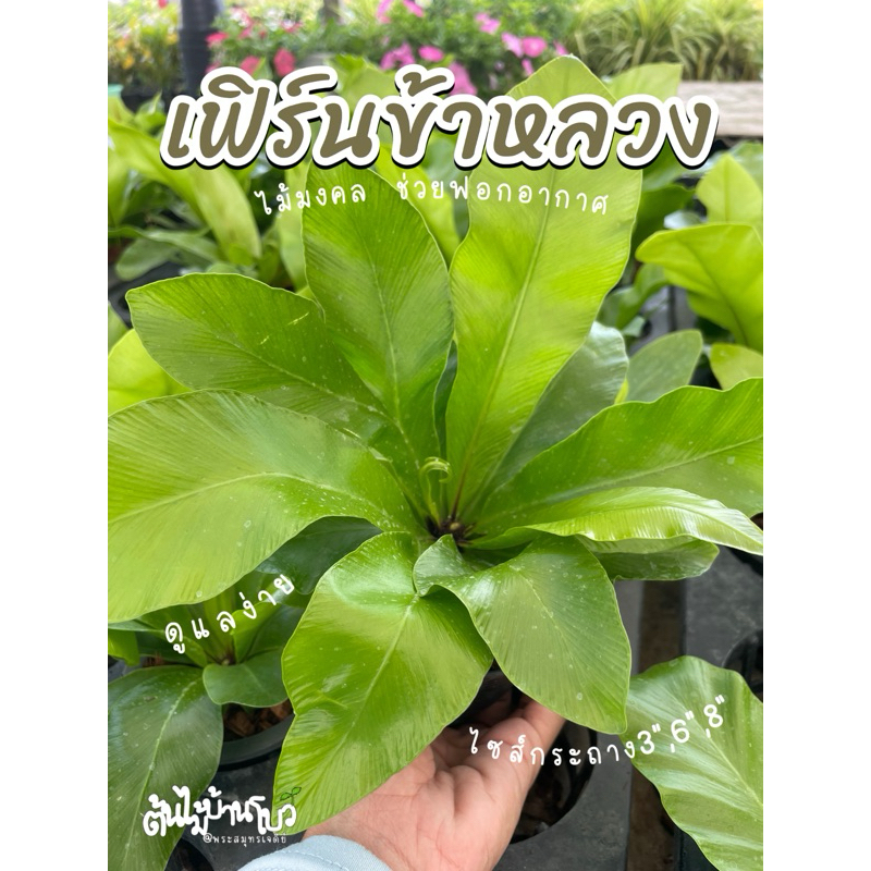 มาใหม่✅เฟิร์นข้าหลวง กระถาง3“,6”,8