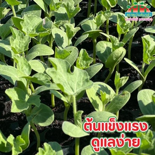 หมดอายุ11/70 แตงโมแบล็คแจ็ค 40กรัม เมล็ดพันธุ์แตงโม แบล็คแจ็ค ตราตะวันต้นกล้า Black Jack Watermelon Seed