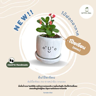 ต้นไม้มงคล พร้อมกระถางลายหน้ายิ้ม🪴🥰✨ ตั้งโต๊ะทำงานฟอกอากาศ