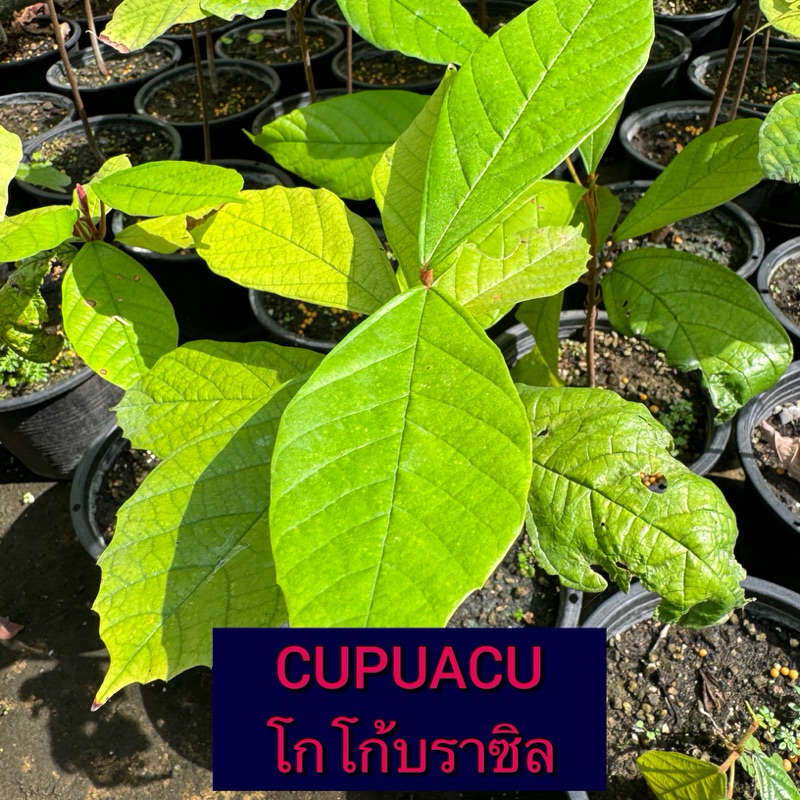 Cupuacu โกโก้บราซิล โกโก้ทานเนื้อ คูปูอาซู หายาก