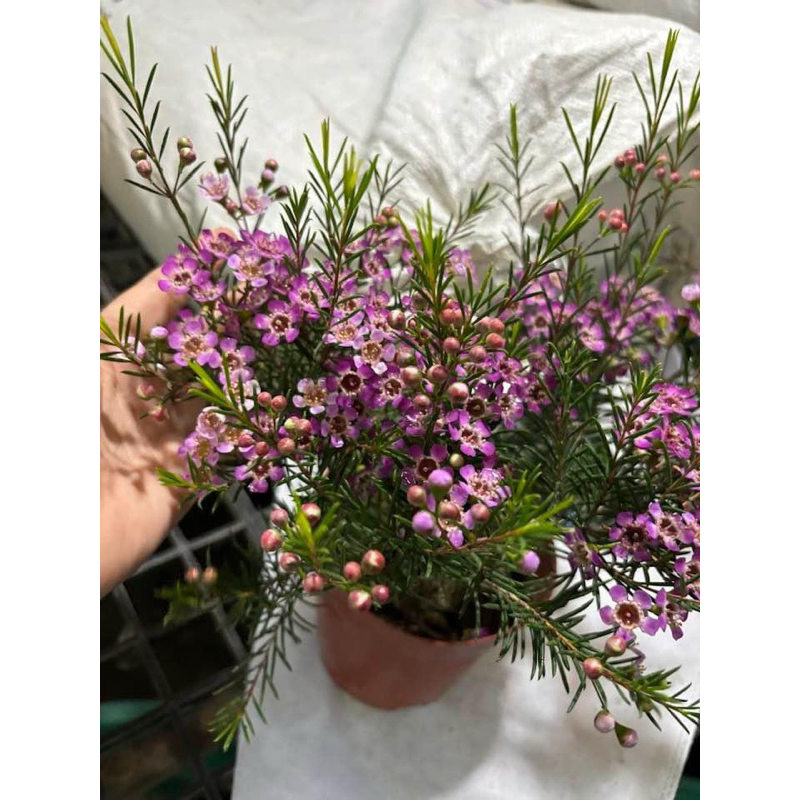 จำนวนจำกัด #ดอกแว๊กซ์ มีความพิเศษคือ กลิ่นหอมสดชื่น หรือ Chamelaucium ตามออเดอร์พรี - รูปที่ 3