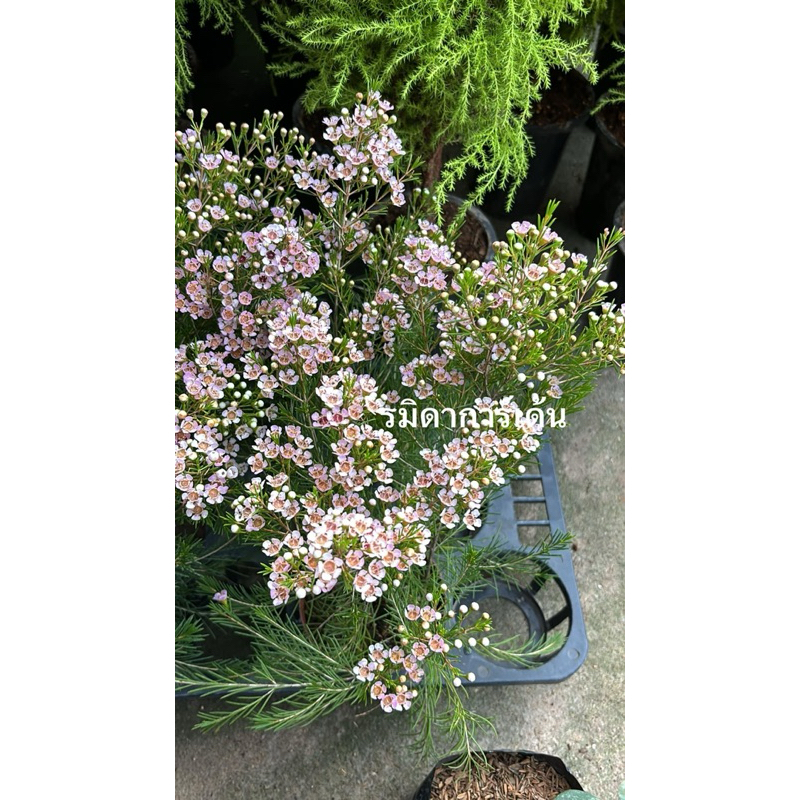 จำนวนจำกัด #ดอกแว๊กซ์ มีความพิเศษคือ กลิ่นหอมสดชื่น หรือ Chamelaucium ตามออเดอร์พรี - รูปที่ 4