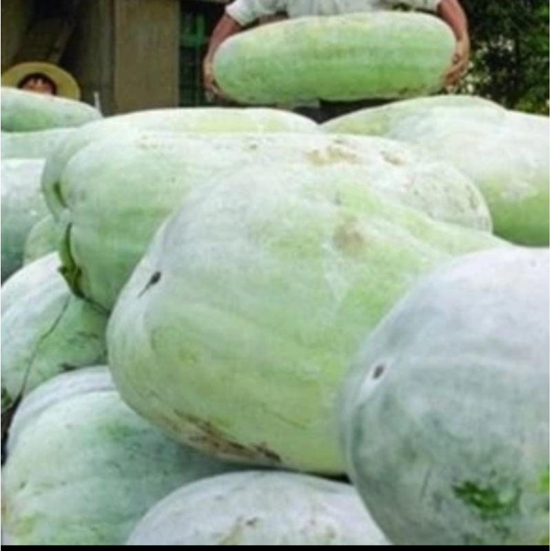 เมล็ด ฟักยักษ์ไต้หวัน Taiwan Giant Wax Gourd  ใหม่ของแท้ คุณภาพดี ราคาใหม่ นำเข้าจากต่างประเทศถูก เพ