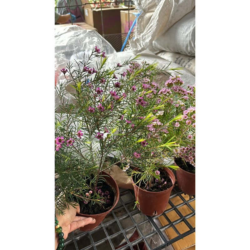 จำนวนจำกัด #ดอกแว๊กซ์ มีความพิเศษคือ กลิ่นหอมสดชื่น หรือ Chamelaucium ตามออเดอร์พรี - รูปที่ 6