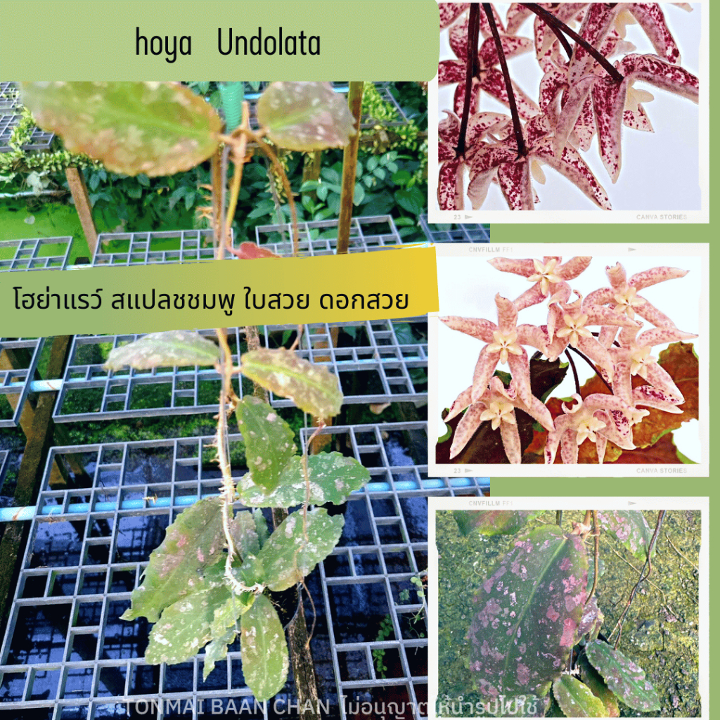 Hoya undulata  โฮย่าแรว์ หายาก ต้นไม้สะสม ดอกไม้ แขวนประดับ