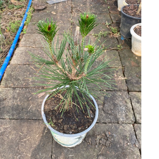 ต้นสนดำญี่ปุ่น ไม้นิยมทำบอนไซ ต้นสูง 30-40ซม. ( Japanese black pine )กระถาง 8 นิ้ว