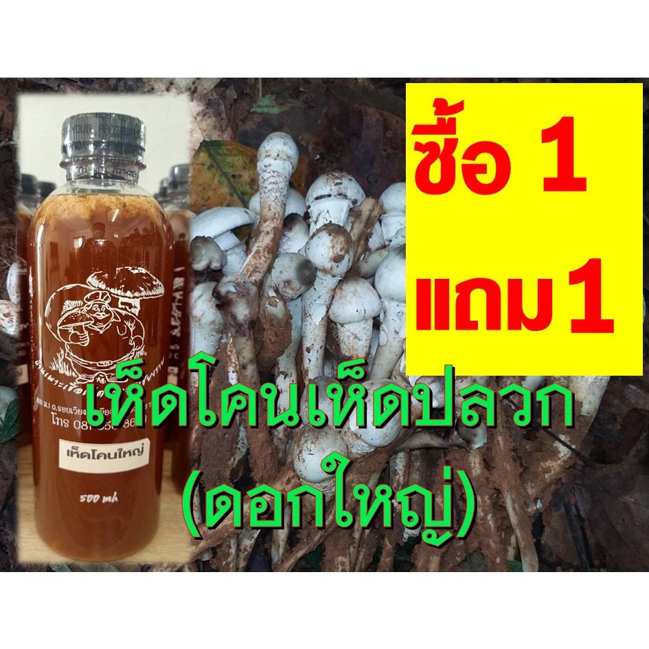 เชื้อเห็ดโคน เห็ดปลวกดอกใหญ่ ซื้อ 1 แถม 1 ขวด