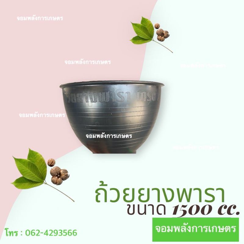 ถ้วยรองน้ำยางพารา เกรด A ขนาด 1500 cc