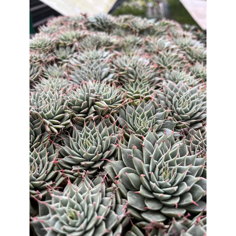GRAPTOVERIA SILVER STAR