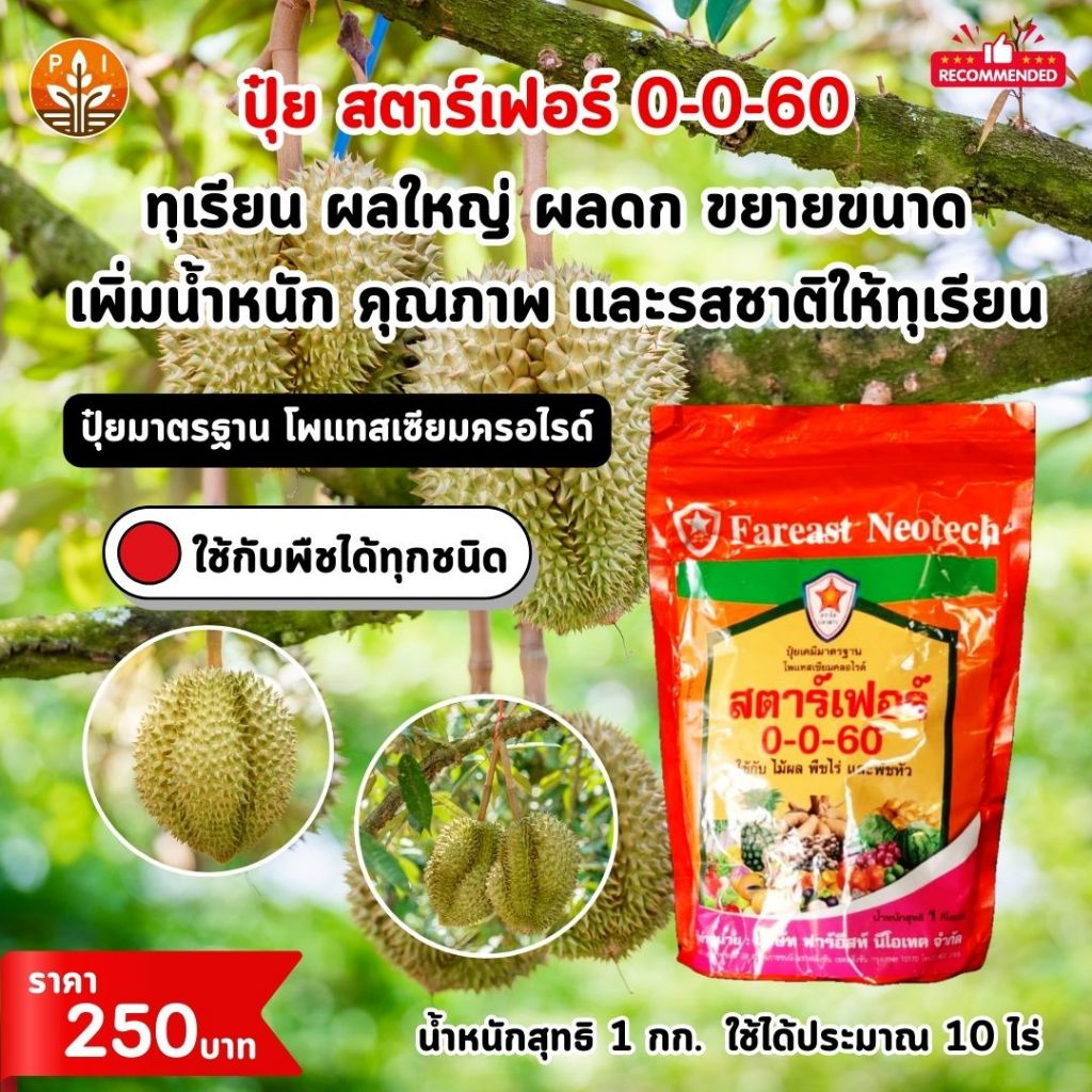 เพิ่มผลผลิตทุเรียนให้ใหญ่ ดก และมีคุณภาพ ด้วย ปุ๋ยสตาร์เฟอร์ 0-0-60 ปุ๋ยโพแทสเซี่ยมคลอไรด์