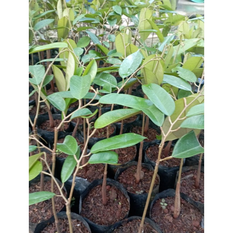 ทุเรียน หนามดำ หรือ โอฉี่ สายพันธุ์มาจากมาเลเซียปลูกง่ายราคาดี