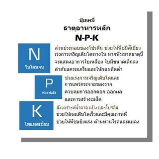 25-7-7 ยารา มีร่า แบ่งบรรจุ 5 กก. ปุ๋ย NPK ไนเตรท-ไนโตรเจนสูง เร่งการเจริญเติบโต ใบเขียว พัฒนาราก ต้นแข็งแรง ต้านทานโรค