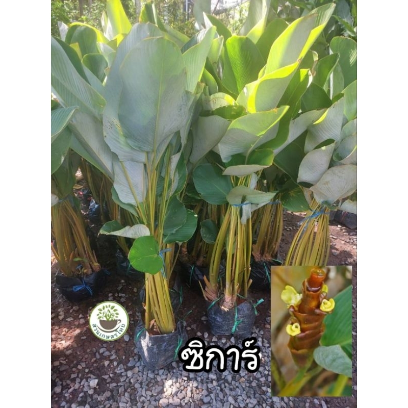 ต้นคล้าซิการ์ กอใหญ่ สูง 1เมตร - 1.20กอ มี 5-7 ต้น ซิการ์
