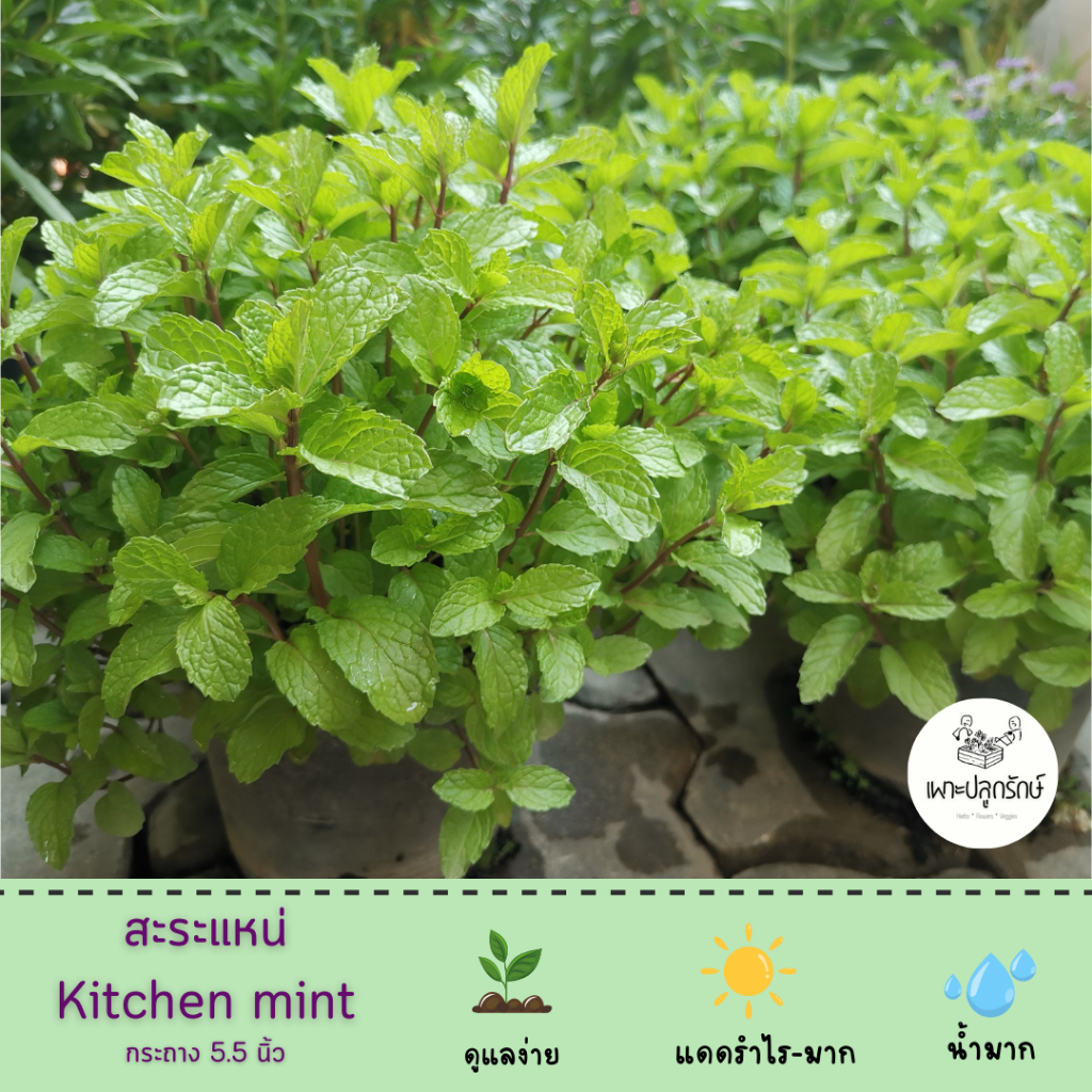 ต้นสะระแน่ kitchen mint #หอมด่วน #พุ่มแน่น  #ผักสวนครัว #H19