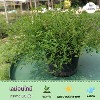 ต้นเลม่อนไทม์ Lemon Thyme #สมุนไพรฝรั่ง #กลิ่นหอม