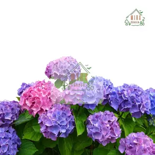 เมล็ดพันธุ์ ดอกไฮเดรนเยีย คละสี (Hydrangea) บรรจุ 10 เมล็ด