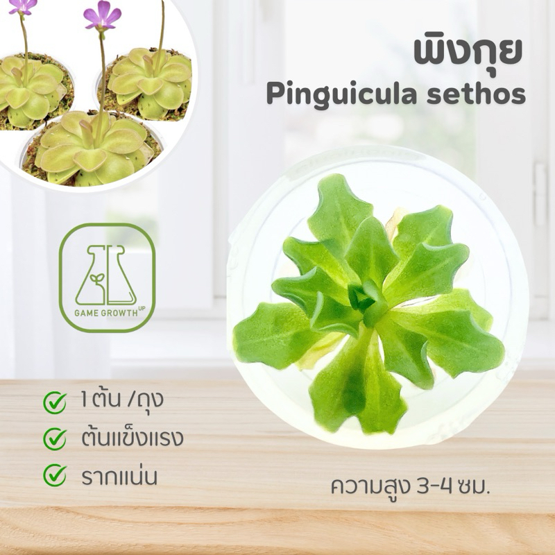 ไม้กินแมลง พิงกุย : Pinguicula ไม้เนื้อเยื่อ
