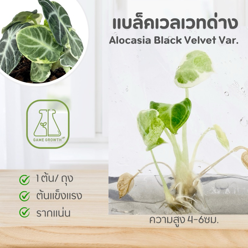 ไม้เนื้อเยื่อ อโลคาเซีย แบล็คเวลเวทด่าง : Alocasia Black Velvet Var.