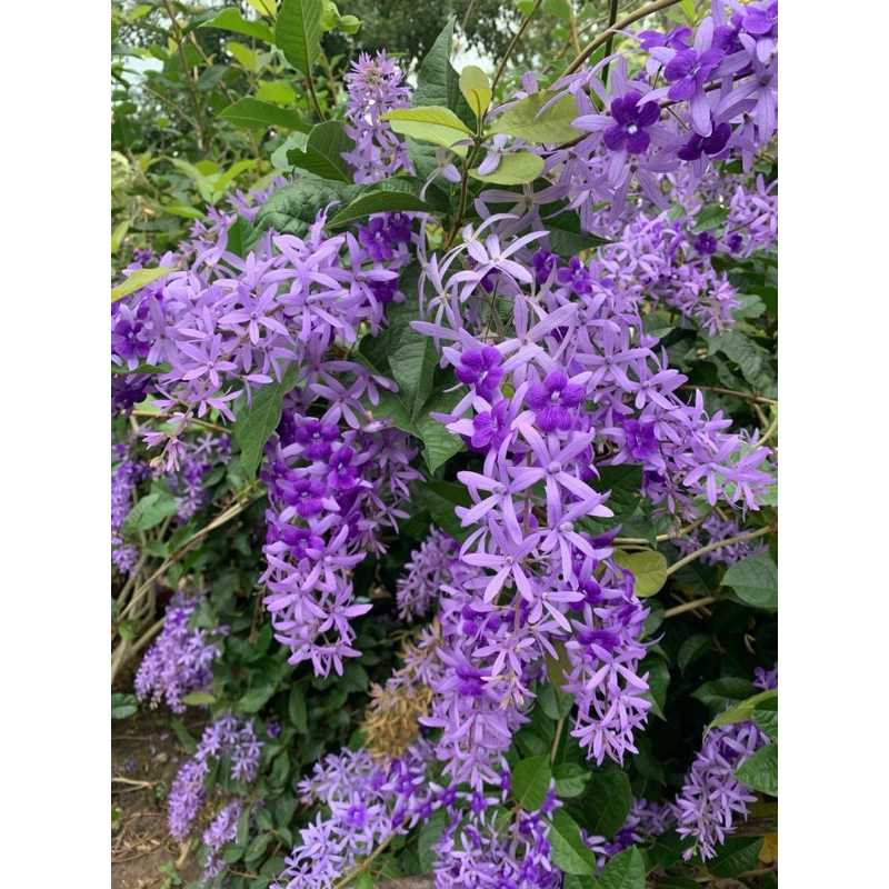 พวงครามออสเตรีย  (Purple Wreath, Sandpaper Vine, Queen’s Wreath)ออกดอกตลอดปีต้นไม้เลื้อยดอกสวย (Purp