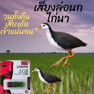 เสียงนกไก่นา เสียงล่อนกไก่นา วนได้ทั้งคืนเปิดถึงเช้า เสียงคม…