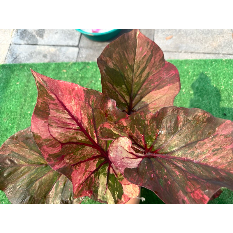 บอนสี ณ เมืองนนท์ 🪴 กระถาง 4 นิ้ว