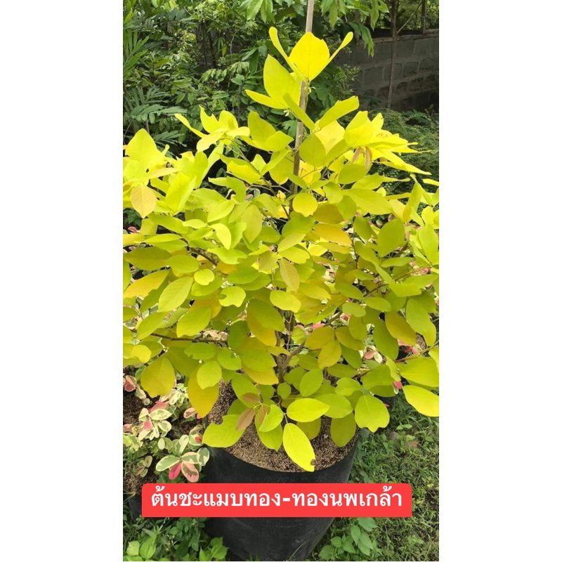 ❗️สินค้าขายดี❗️ไม้มงคลต้นชะแมบทองหรือทองนพเก้า  พร้อมปลูก