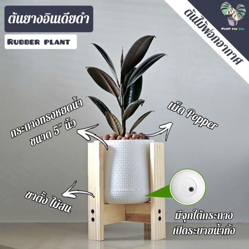 ต้นยางอินเดีย "ดำ" (Rubber Plant) (Size S) 15-20Cm. พร้อมกระถางMinimal 5"นิ้ว+จานรอง+เม็ดPopper