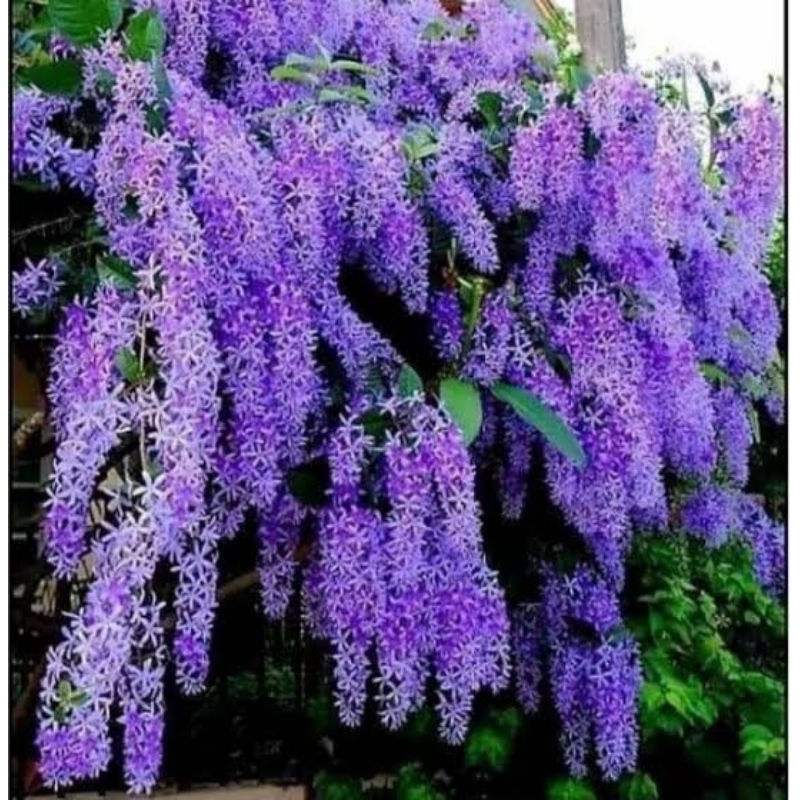 พวงครามออสเตรเลีย สีม่วงพันธุ์ช่อดอกใหญ่ ต้นพันธุ์เพาะเมล็ด ดอกดก ออกตลอดปี ต้นเเข็งเเรงพร้อมปลูก เสียหายยินดีเคลมฟรี - รูปที่ 3