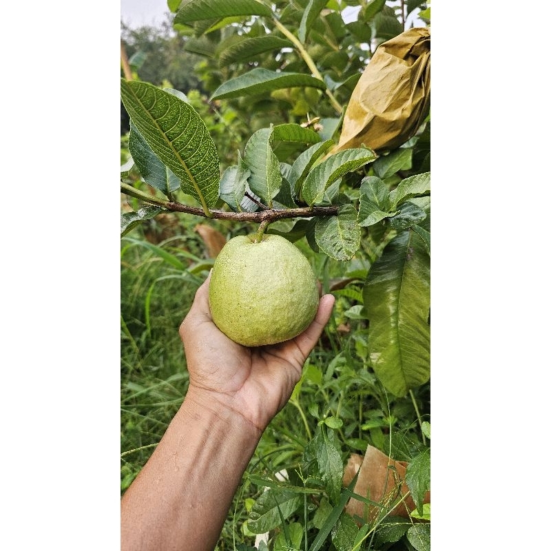 ฝรั่งหงจ้วนสือใส้แดงผลกลม
