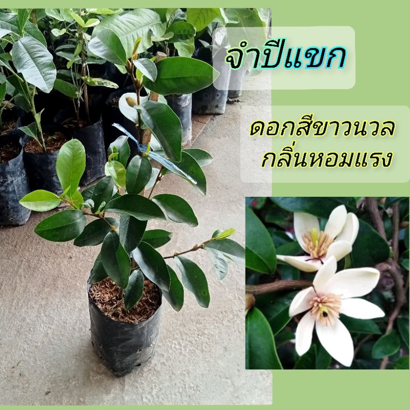 ต้นจำปีแขกดอกสีขาว🌸ไม้ดอกหอม🌿แบบชำกิ่งสูง35-40ซม.