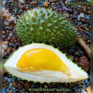 ทุเรียนพันธ์พวงมณี(อายุ 30 ปี)