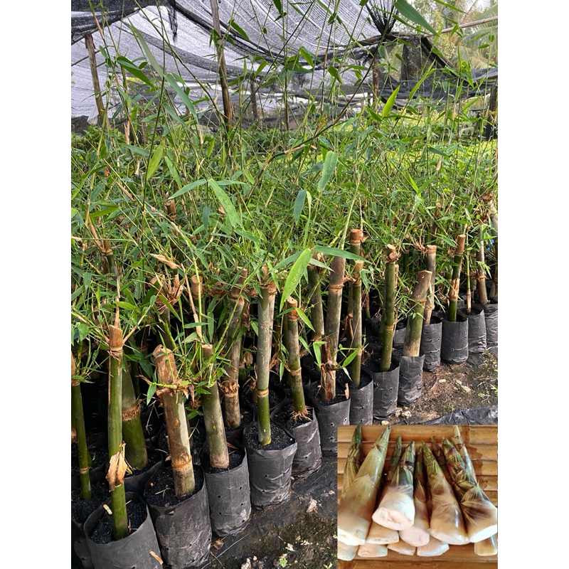 ต้นไผ่บงหวานเพชรน้ำผึ้งเบอร์9 (แบบชำเหง้าตอ) สามารถกินสดได้ สุง60-70เซนต์
