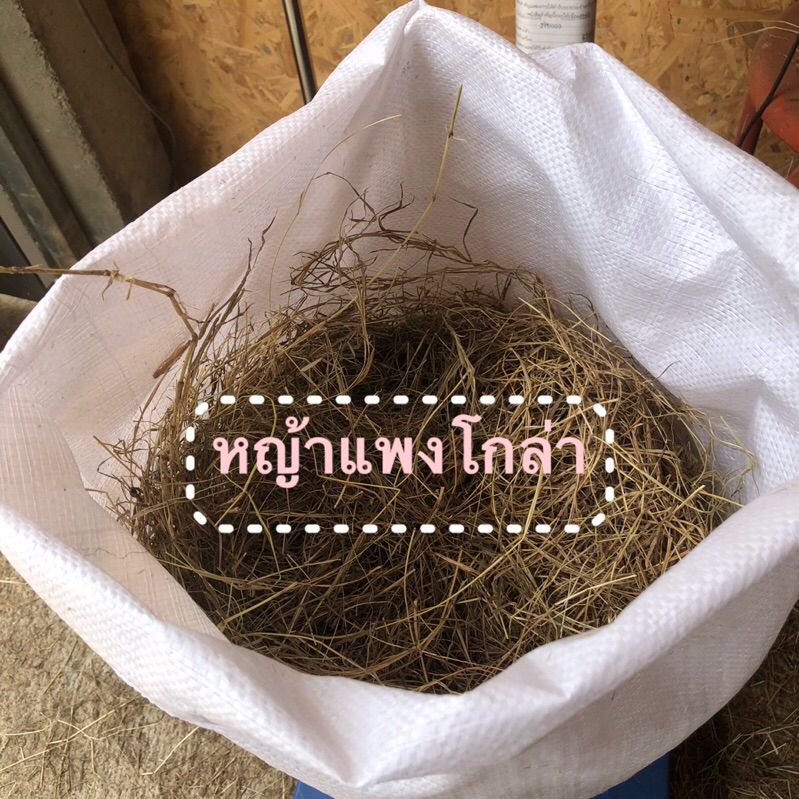หญ้าแพงโกล่าแห้งพร้อมส่ง