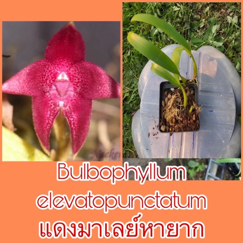 กล้วยไม้สิงโต Bulbophyllum elevatopunctatum❤️แดงมาเลย์หายาก