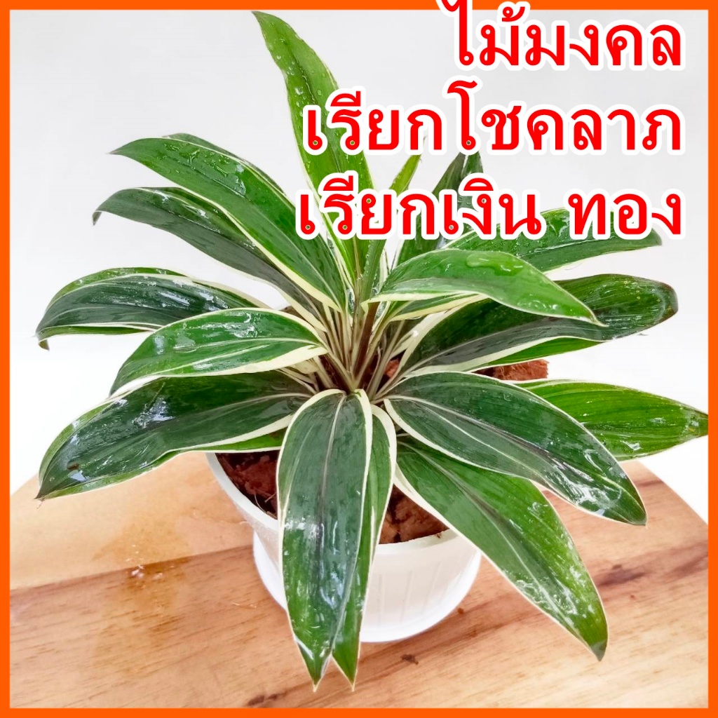 ช็อกโกแลต หางหงส์ ต้นหมากผู้หมากเมีย สีช็อกโกแลต ในกระถางพร้อมตั้ง