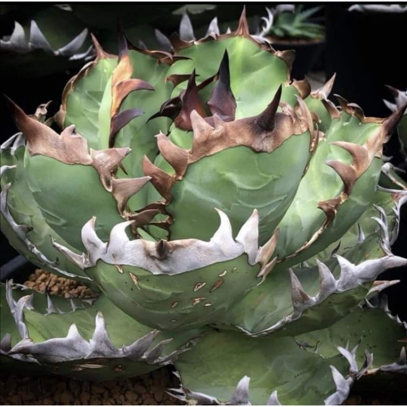 Agave Titanota SHAQ 🐲