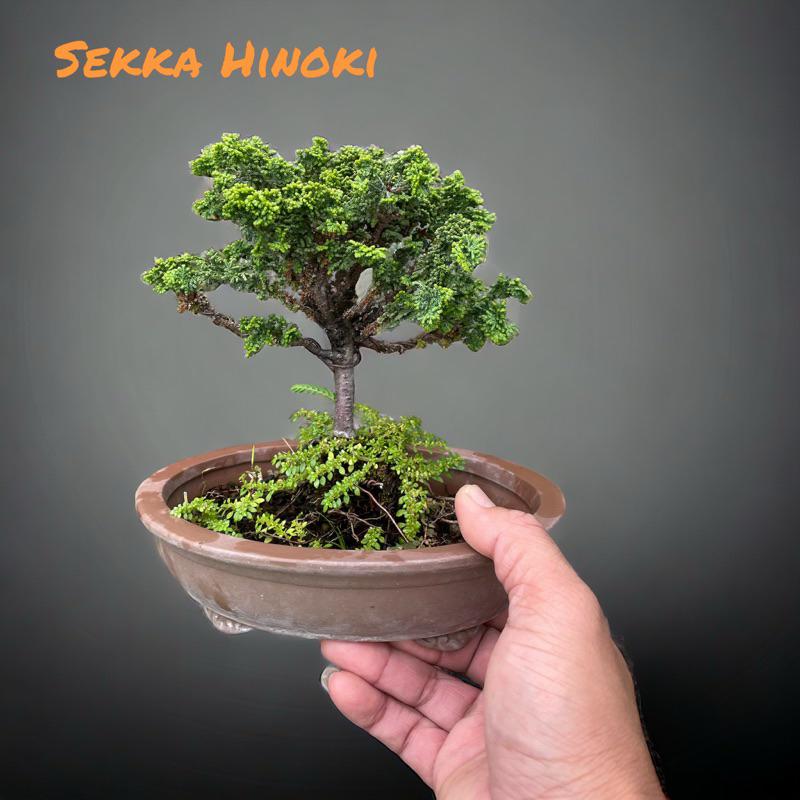 สนญี่ปุ่นบอนไซ สนฮิโนกิ Sekka Hinoki อายุ 7 ปีพร้อมกระถางจีน เหมาะสำหรับปลูกเลี้ยงเป็นงานอดิเรกจรรโลงใจไปกับศิลปะขั้นสูง