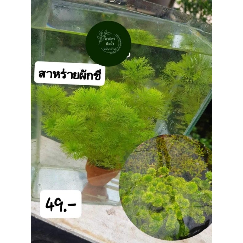 ต้นสาหร่ายผักชี พืชน้ำไม้น้ำประดับตู้ปลาอ่างปลาสวยงามสามารถทักแชทสอบถามได้นะคั