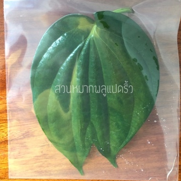 พลู2หาง พลูเขียว2หาง ใบพลูสองหางสด หรือ แบบแห้งเคลือบใบแล้ว ราคาขาย1ใบ