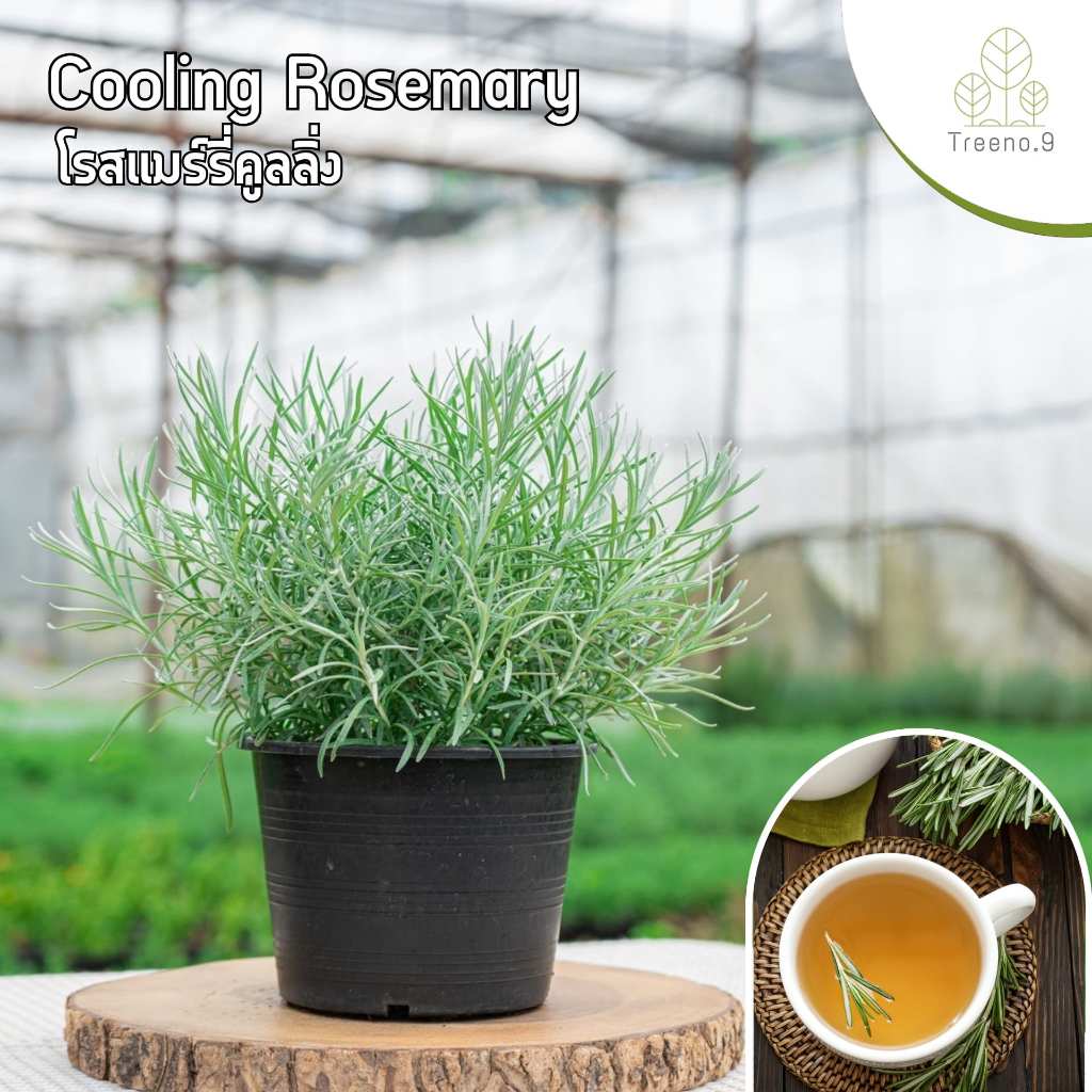 Treeno.9 T186 โรสแมร์รี่ คูลลิ่ง หรือ โรสแมร์รี่ ขาว (Curry Rosemary) กระถาง 6 นิ้ว / สูง 15-30 cm.สมุนไพรฝรั่ง กลิ่นหอม